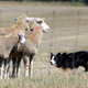 Image for article titled The Science of Dog Training: Is It Okay To Use A Shock Collar?